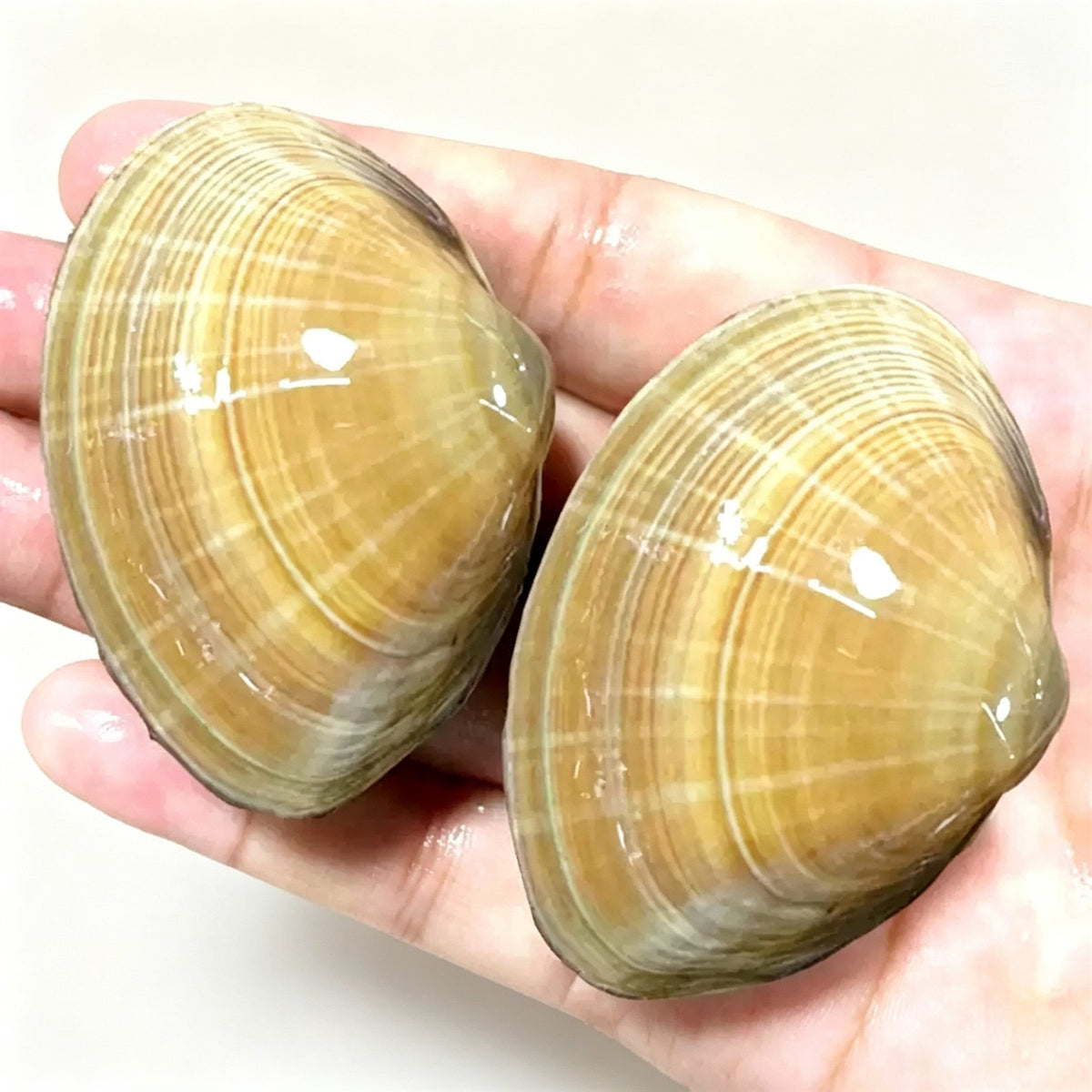 Live Large Yellow Clams