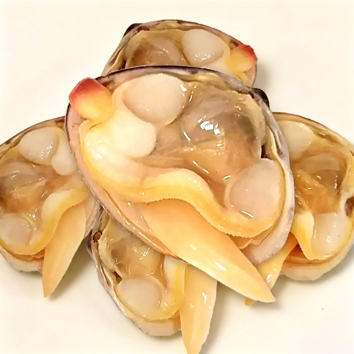 Live Large Yellow Clams